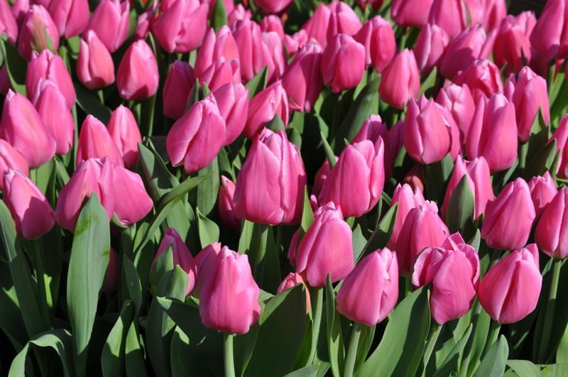 Easter Farmers Market - John N Payne Picture 3