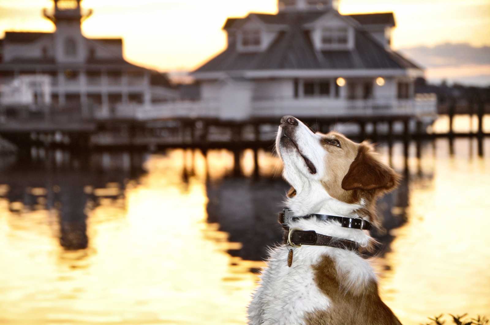 Can We Stay Here...Please by Shirley Whitenack