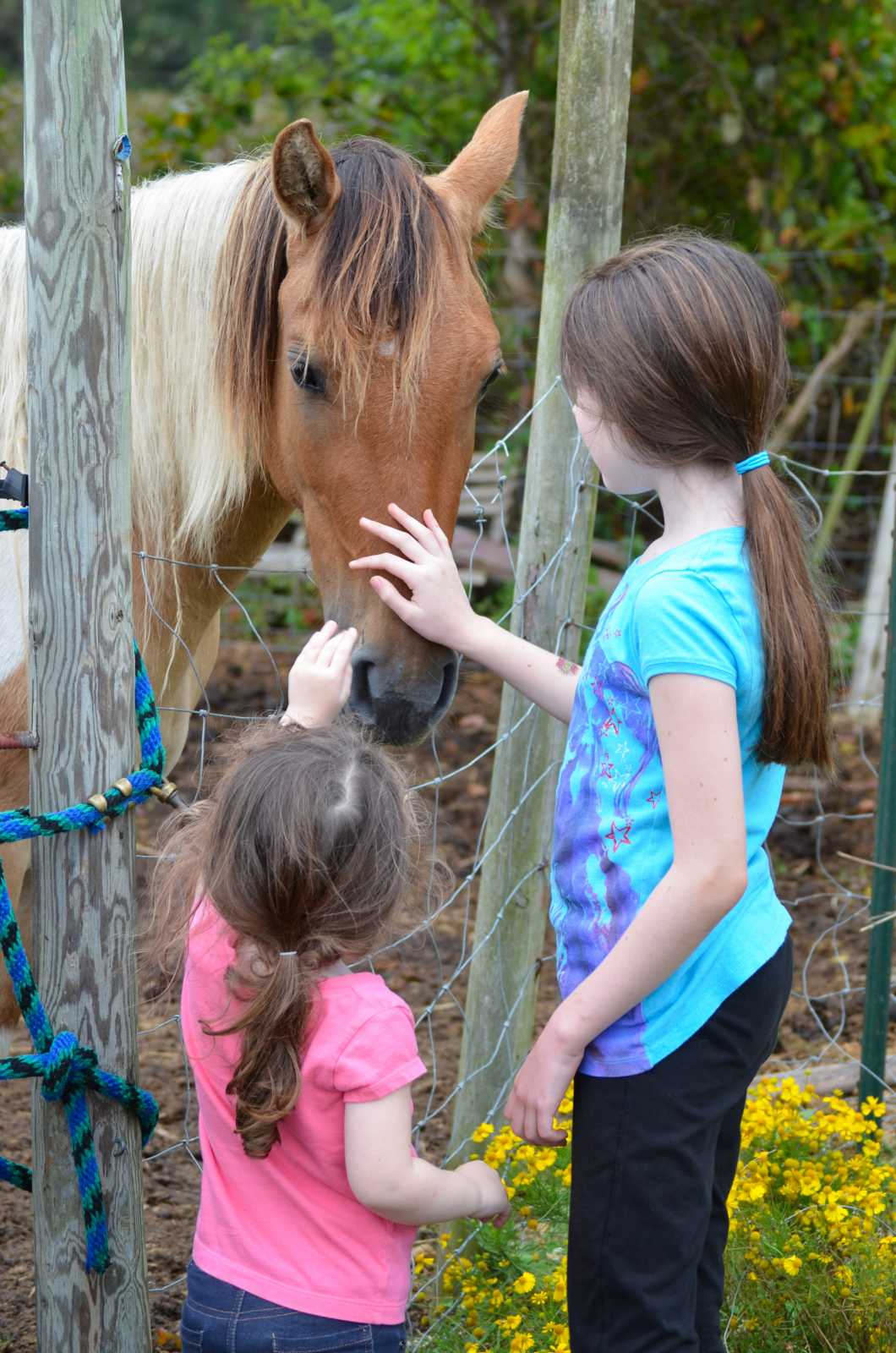 Where the Wild Things Go - Mike OShell