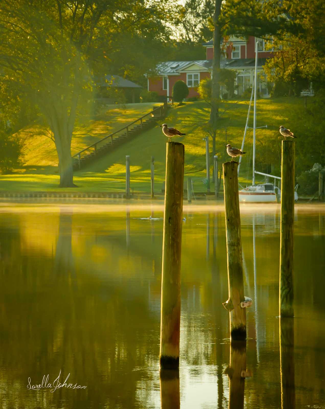 Sunny Sea Gulls by Lorella Johnson